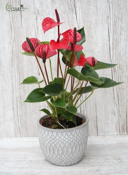 Red anthurium (room plant)