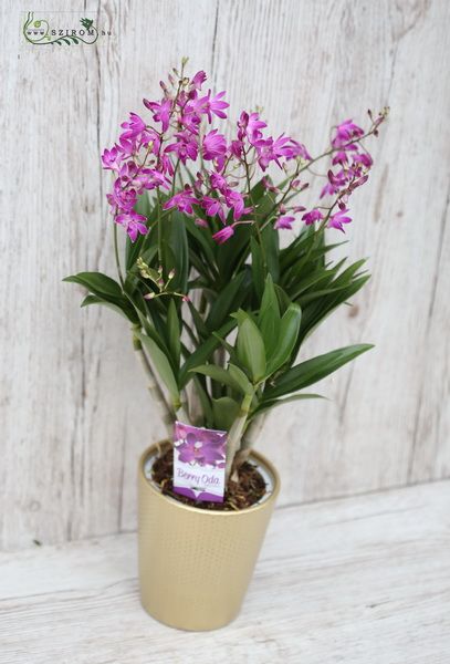 Multiflora dendrobium orchid in pot (room plant)