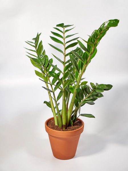 Zamioculcas zamiifolia (zámia) (cs:21cm, m:90cm)