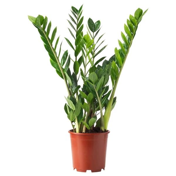 Zamioculcas zamiifolia (p:24cm, h: 110cm)