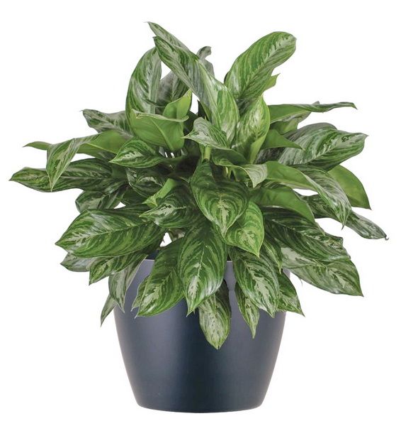 Aglaonema (rákvirág) (cs:27cm, m:75cm)