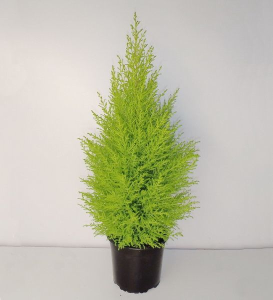 Cupressus macrocarpa (T:17cm, H:90cm)