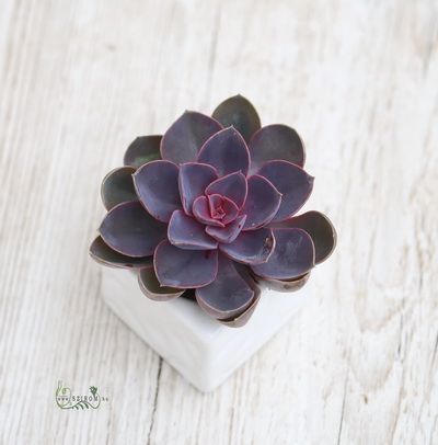 Echeveria in verschiedenen Farben mit Topf 10cm (drinnen)