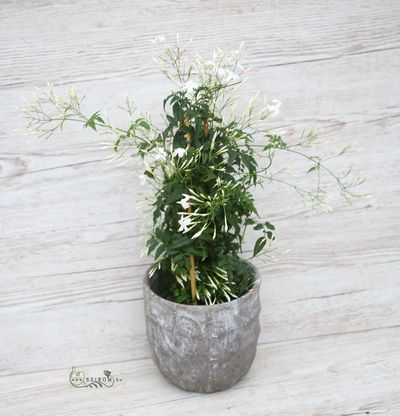 Jasmine with pot (indoors)