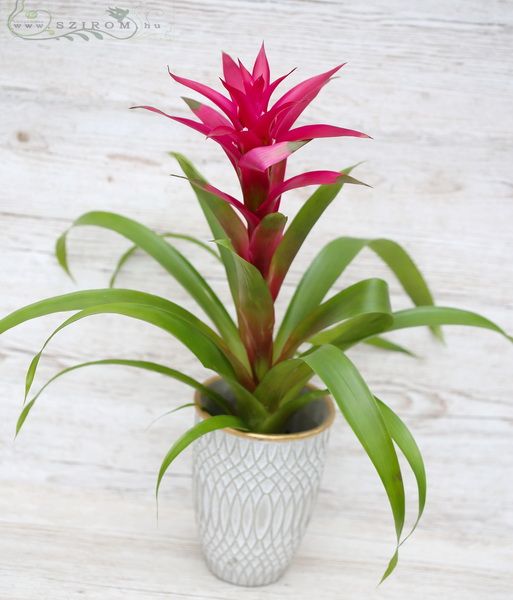 Guzmania im Topf (58cm- drinnenpflanze)