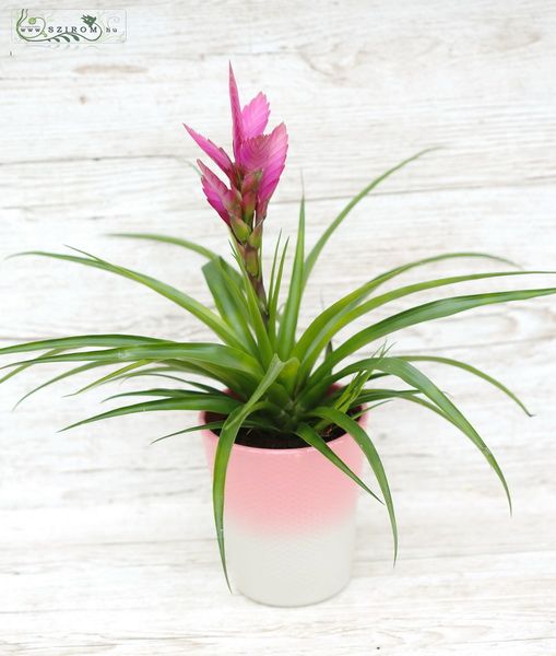 elágazó virágzatú tillandsia (bromélia) kaspóban