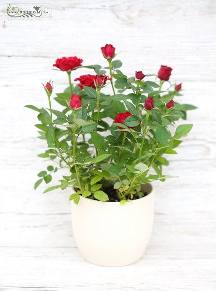 red mini rose in pot