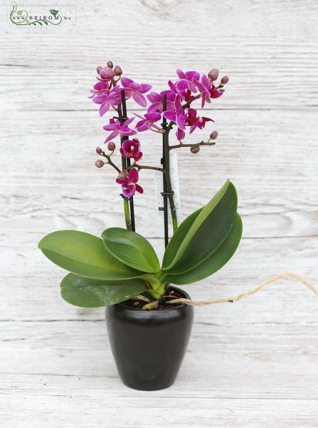 mini Phalaenopsis im Topf