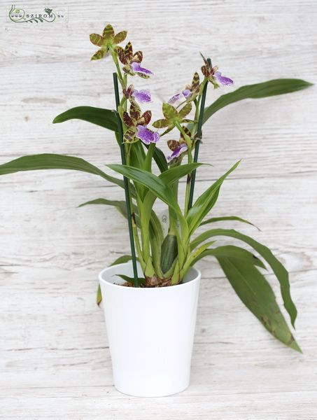 Zygopetalum 'Louisendorf' illatos orchidea kaspóban