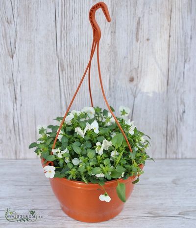 Pansy in hanging  pot - balcony plant