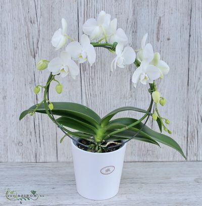 Ívelt Phalaenopsis orchidea kaspóban - szobanövény