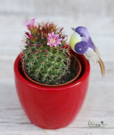 Blühender Kaktus mit Vogel