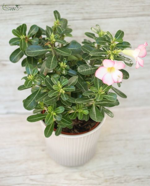 Desert rose with pot (40cm)