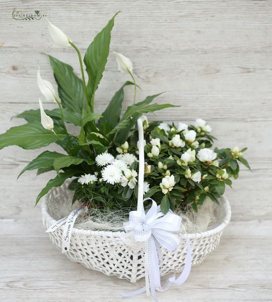 Flower plant basket white