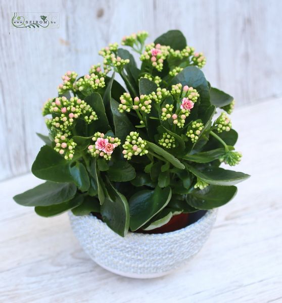 grosse kalanchoe im Topf