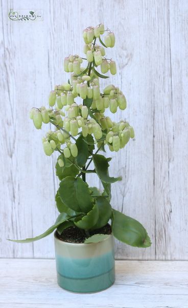 Kalanchoe Magic Bell im topf