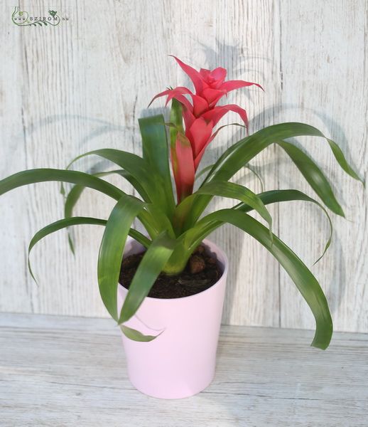 guzmania in pot