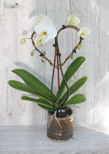 herzförmige Phalaenopsis Orchidee mit Topf