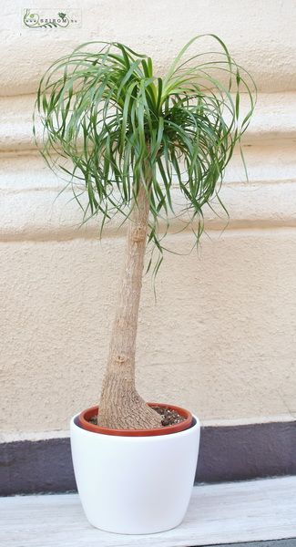 Nolina in pot  135cm