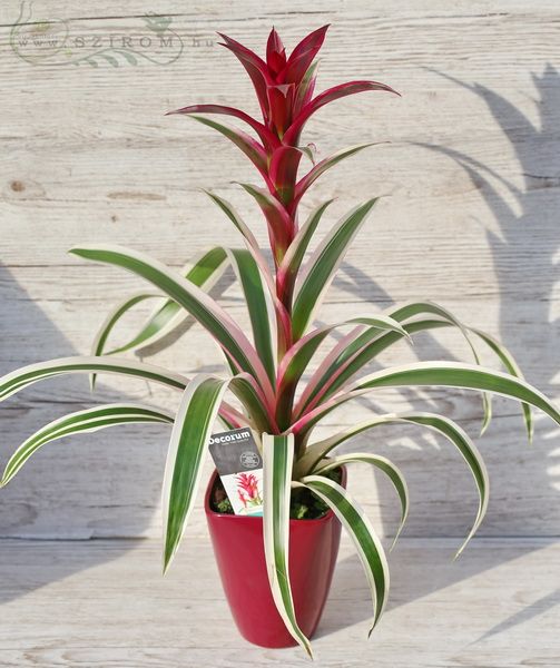 multicolored leafy Guzmania in pot (50cm) indoor