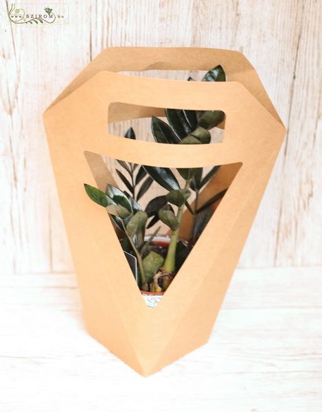 Zamia in ceramic pot with design paper bag