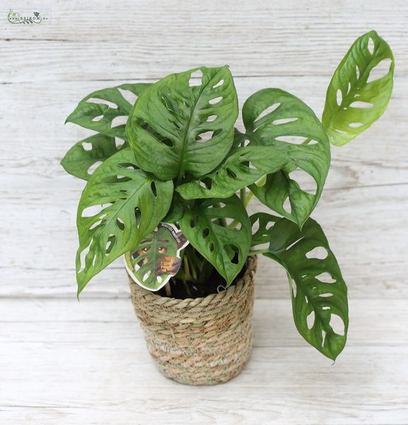 Monstera Obliqua in pot 40cm