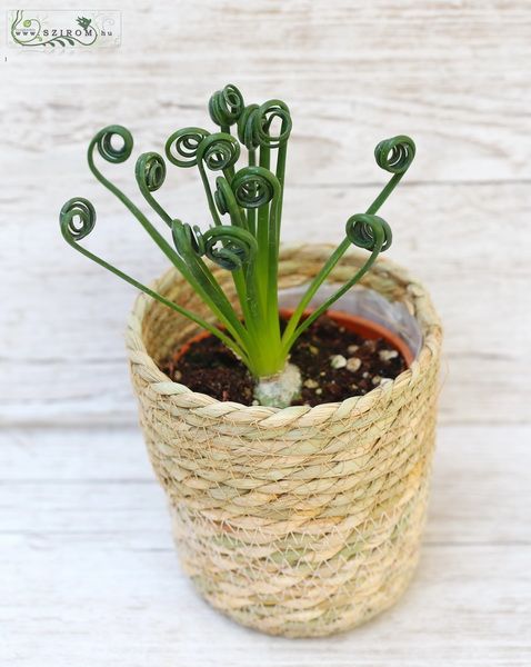 Albuca im topf 25cm