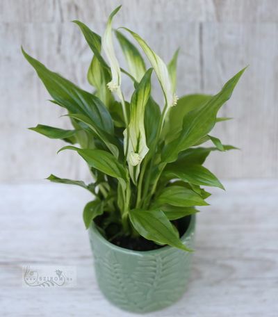 Spathiphyllum mit Topf (25cm)