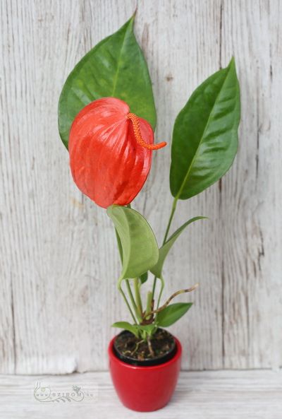 Anthurium egy virággal, kaspóban (35cm)