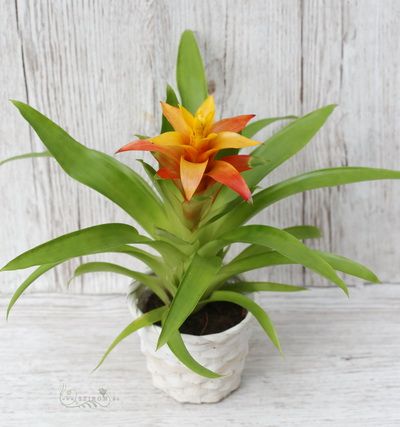 Orange guzmania with pot (30cm)