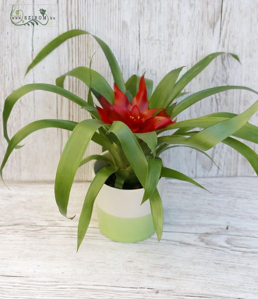 Kleine Guzmania im Topf