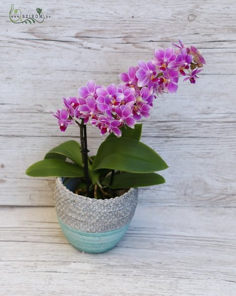 Multiflora mini orchid in pot