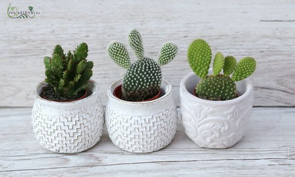 Mini Opuntia, 3 pieces in pot