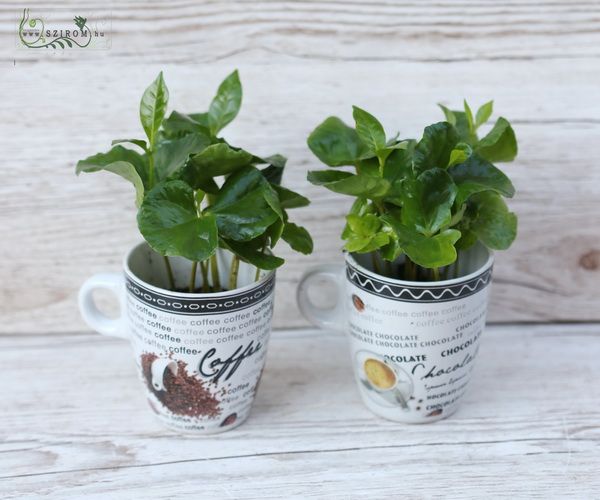 Coffe plant in mug