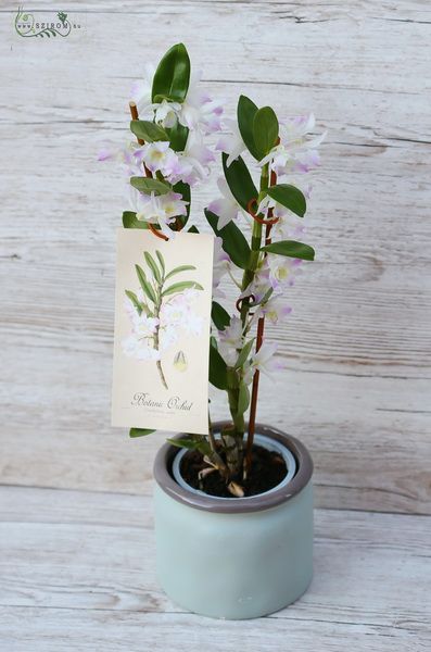  Weiß - Hellviolette Dendrobium Orchidee im Topf