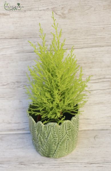 Cupressus in leaf shaped pot 40cm