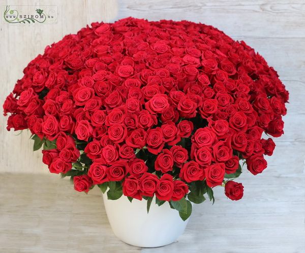 300 rote Rosen im Keramiktopf