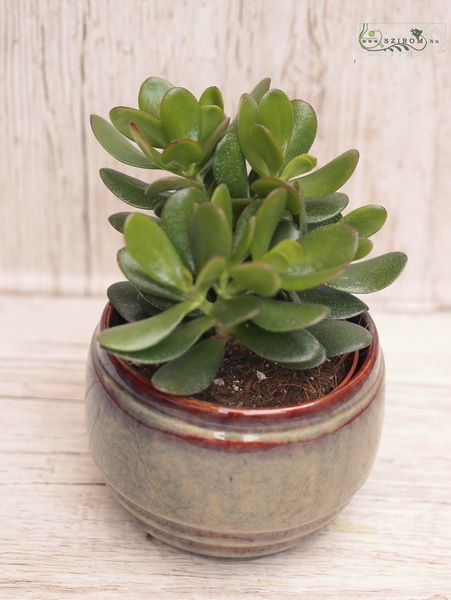 Crassula in pot