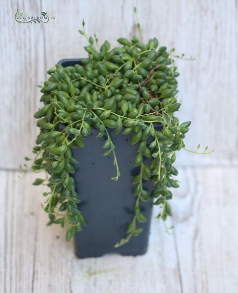 Senecio Herreianus