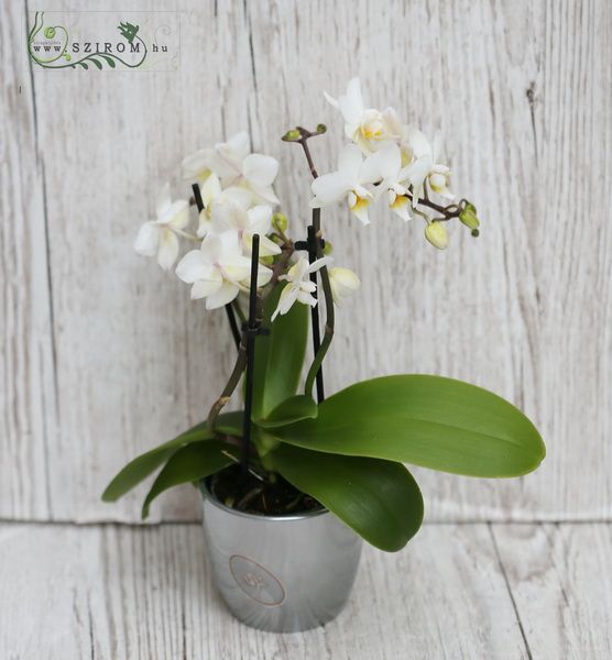 Mini orchid with pot