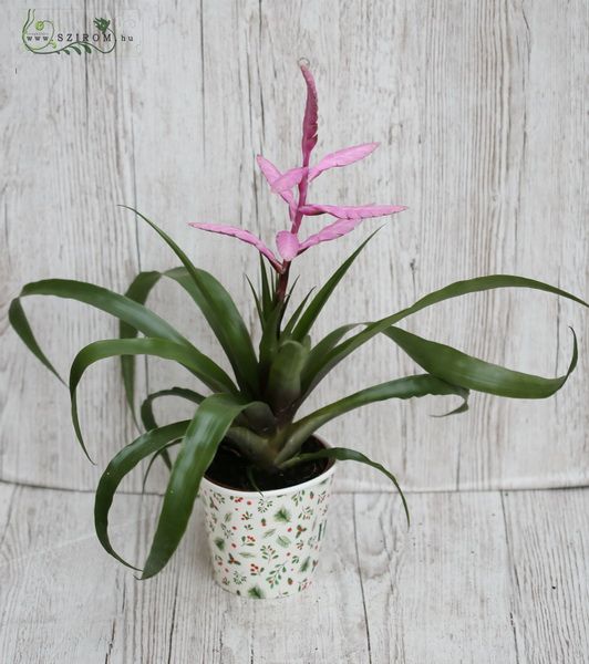 Tillandsia andreas