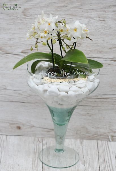 New year's orchid chalice