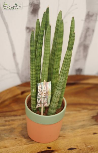 Sansevieria cylindrica im Topf (30cm)