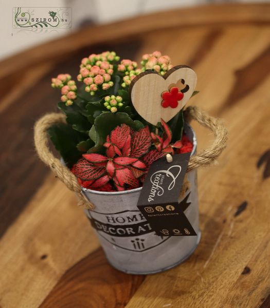 Plant arrangement with calanchoe, fittonia, and a wooden heart