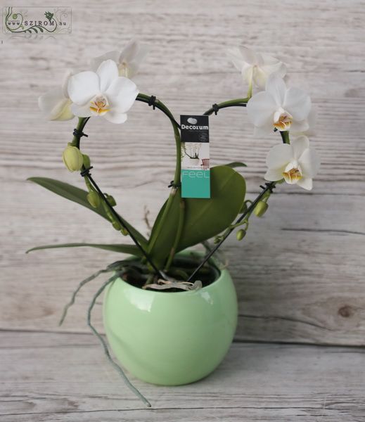 Heart shaped phalaenopsis orchid in pot