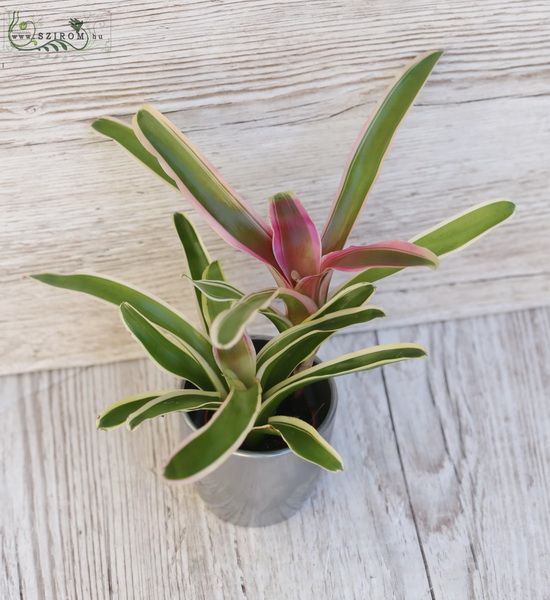 Bromelia Neoregelia in pot, mini