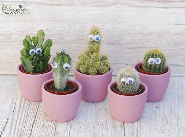 Cactus with eyes in pot, 1 piece!