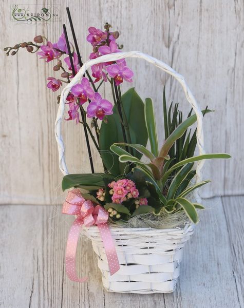 Plant basket with orchid, kalanchoe, bromelie