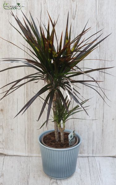 Dracena 75cm