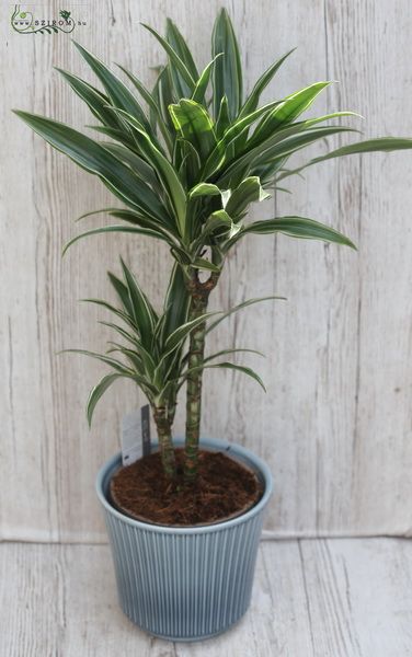 Dracena 75cm